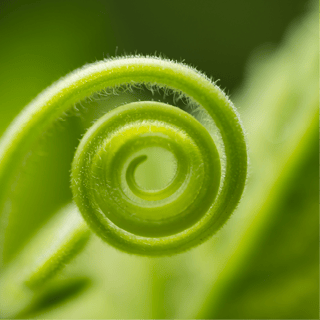 Fern fiddlehead